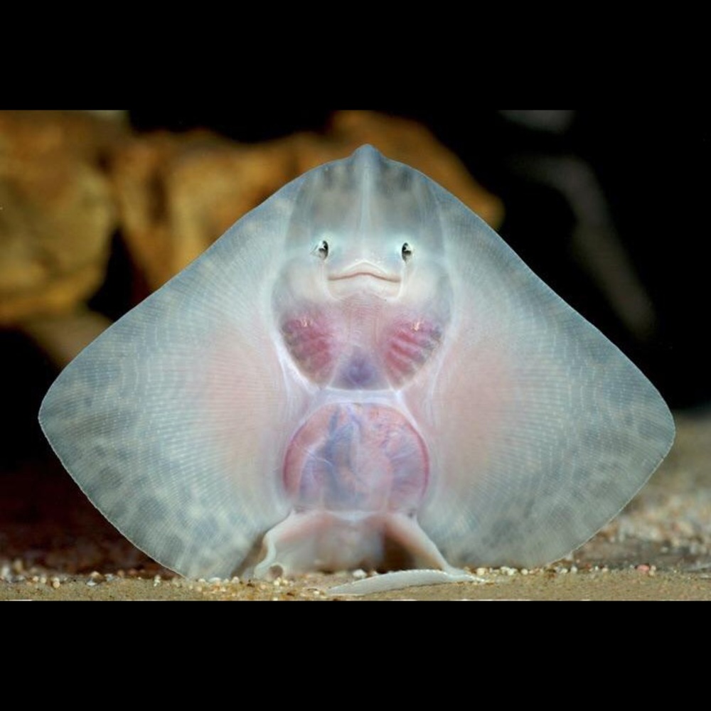 Meet your Posher, Carlin